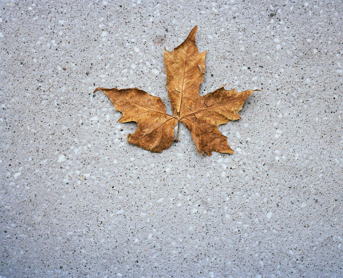 leaf_ground