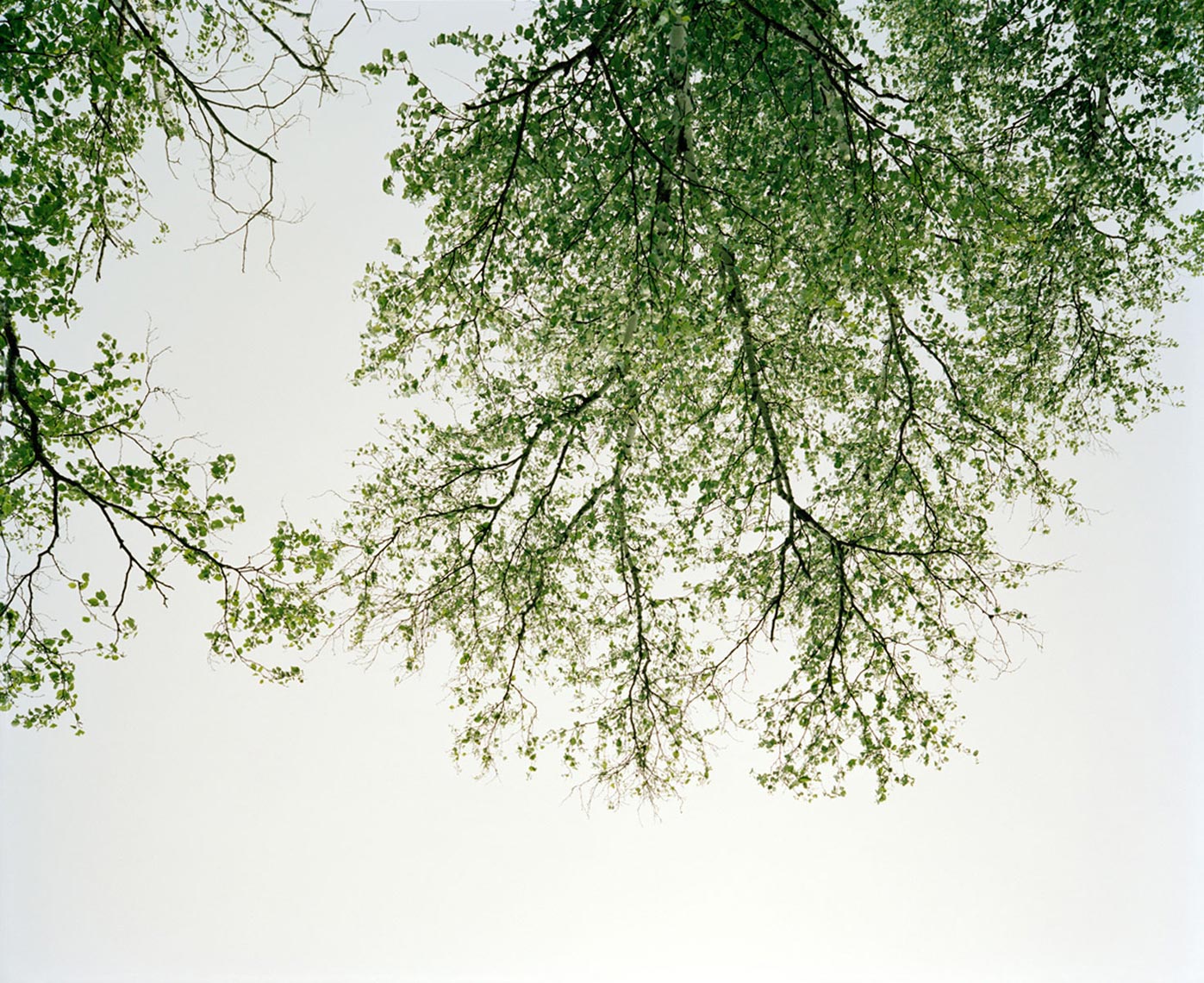 tree_sky